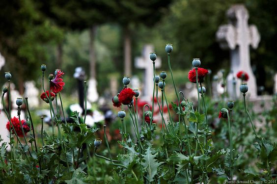 cimetiere dans champs de fleur